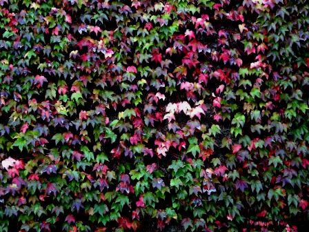 I colori dell''autunno...